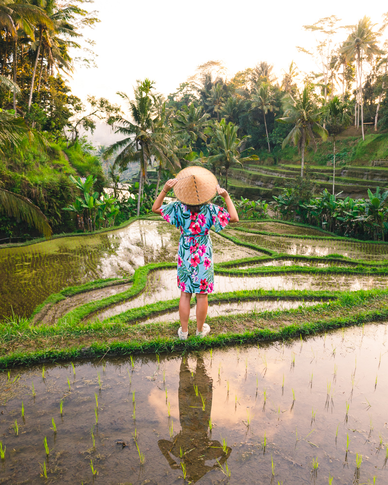 BaliRiceFieldsHatLiv