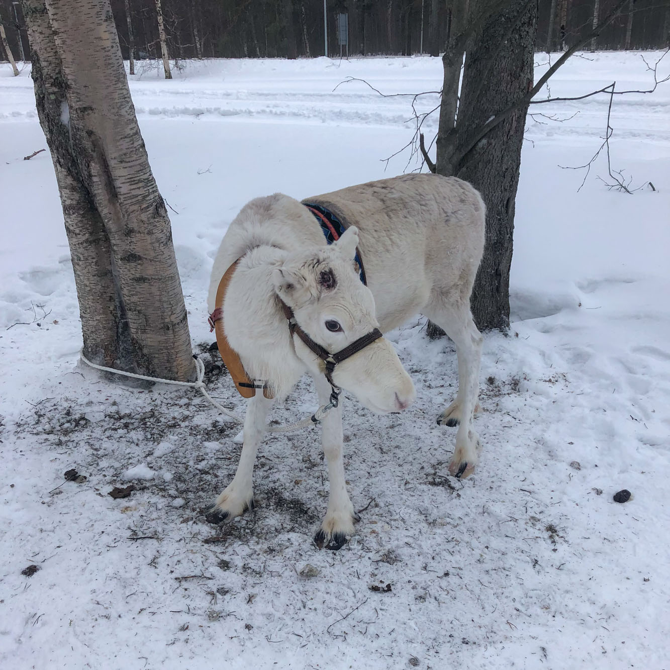 ErasmusReindeerWhite