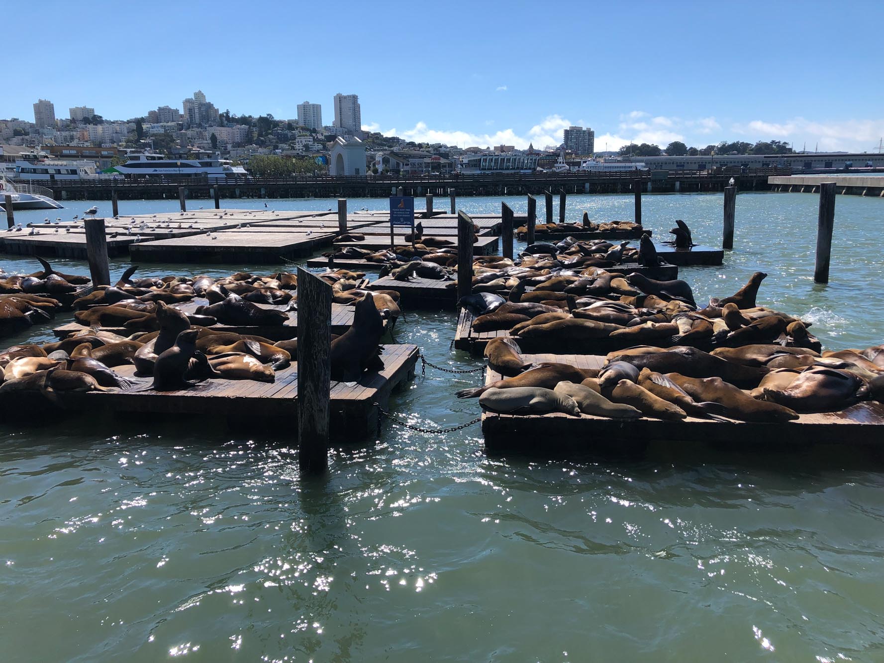SFPier39Seals