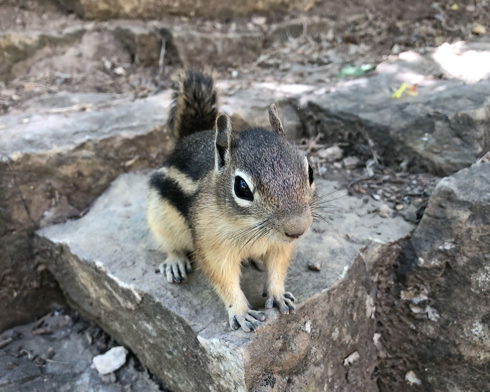 ZionChipmunk